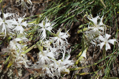 Dianthus arenarius