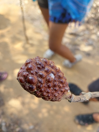 Hymenaea verrucosa observed 2024-11-01