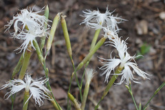Dianthus arenarius
