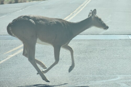White-tailed Deer photographed in Oklahoma