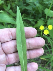 Hieracium paniculatum