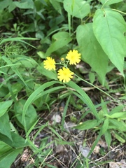 Hieracium paniculatum