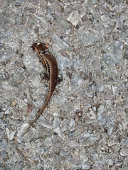 Eutropis macularia