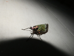 Phrictus hoffmannsi