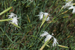 Dianthus arenarius