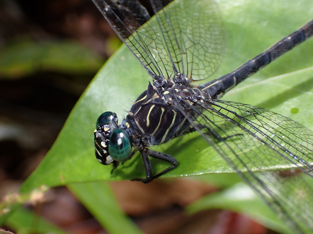 Zonophora wucherpfennigi