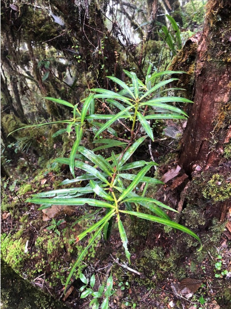 Podocarpus rubens
