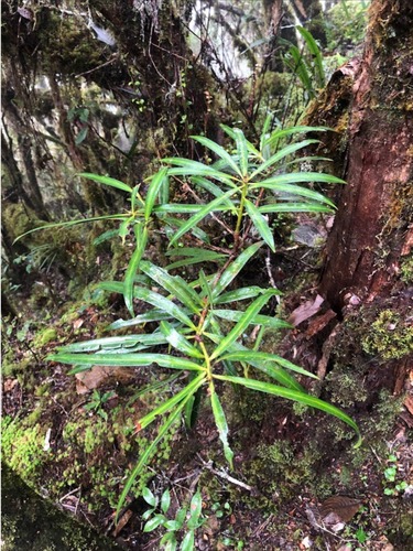 Podocarpus rubens