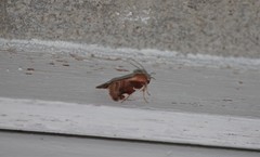 Cosmia diffinis