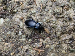 Carabus scheidleri