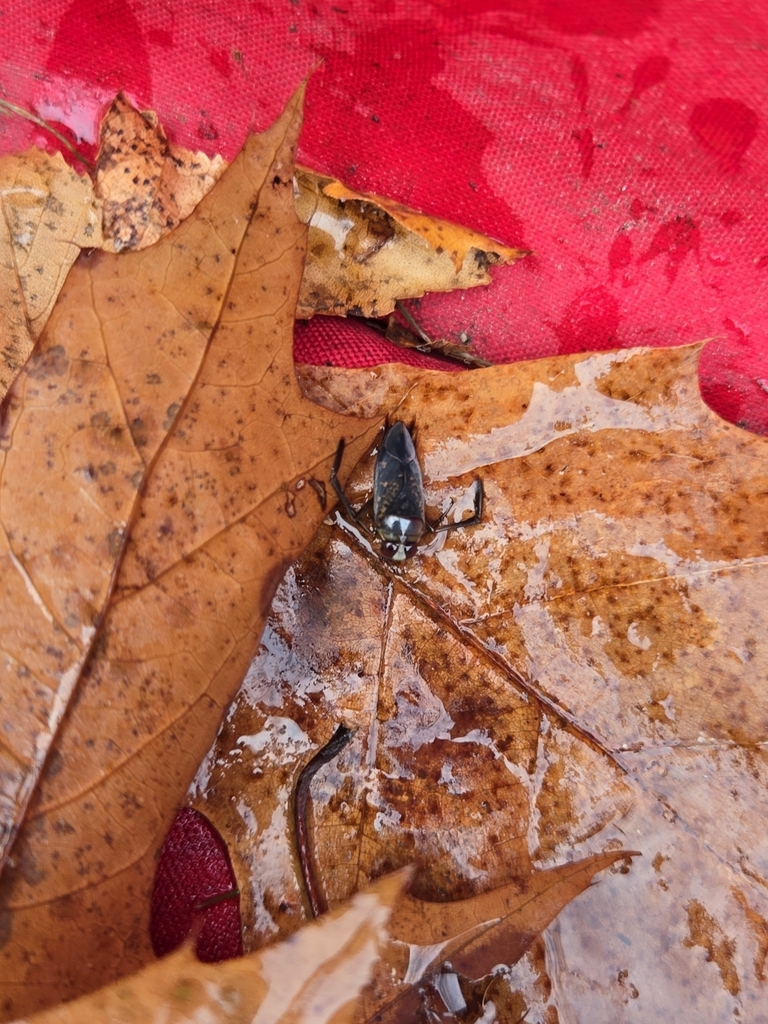 Winged and Once-winged Insects from Derry on November 1, 2024 at 10:59 ...