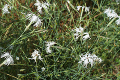 Dianthus arenarius