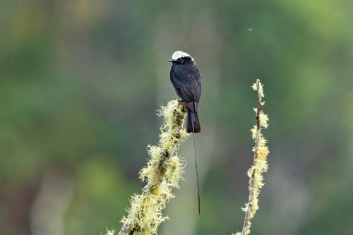 Long-tailed Tyrant