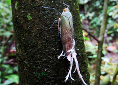 Pterodictya reticularis