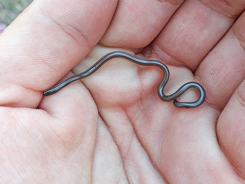 Photo of a Tucuman Threadsnake (Epictia albipuncta)