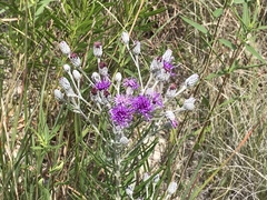 Vernonia lindheimeri