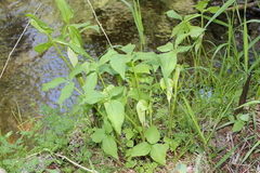 Arisaema stewardsonii