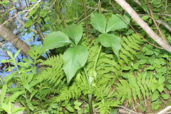 Arisaema stewardsonii