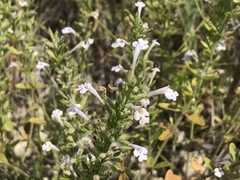 Hedeoma reverchonii