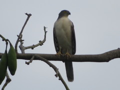 Accipiter tachiro