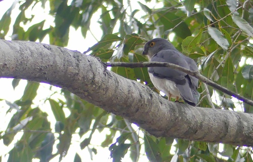 Frances's Sparrowhawk (Tachyspiza francesiae), photo 8