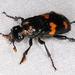 Silphidae - Photo (c) Victor W Fazio III, μερικά δικαιώματα διατηρούνται (CC BY-NC), uploaded by Victor W Fazio III