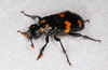 Burying and Carrion Beetles - Photo (c) Victor W Fazio III, some rights reserved (CC BY-NC), uploaded by Victor W Fazio III