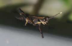 Traulia azureipennis