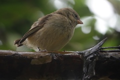 Camarhynchus parvulus