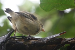 Camarhynchus parvulus