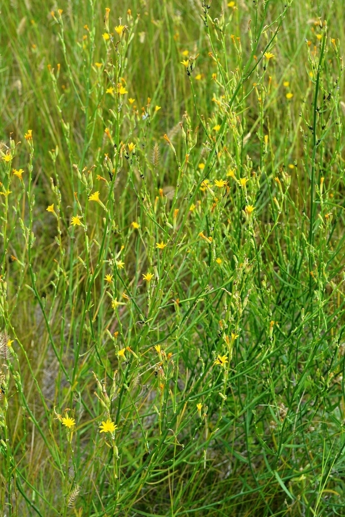 Chondrilla graminea