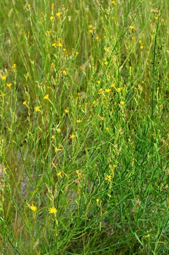 Chondrilla graminea