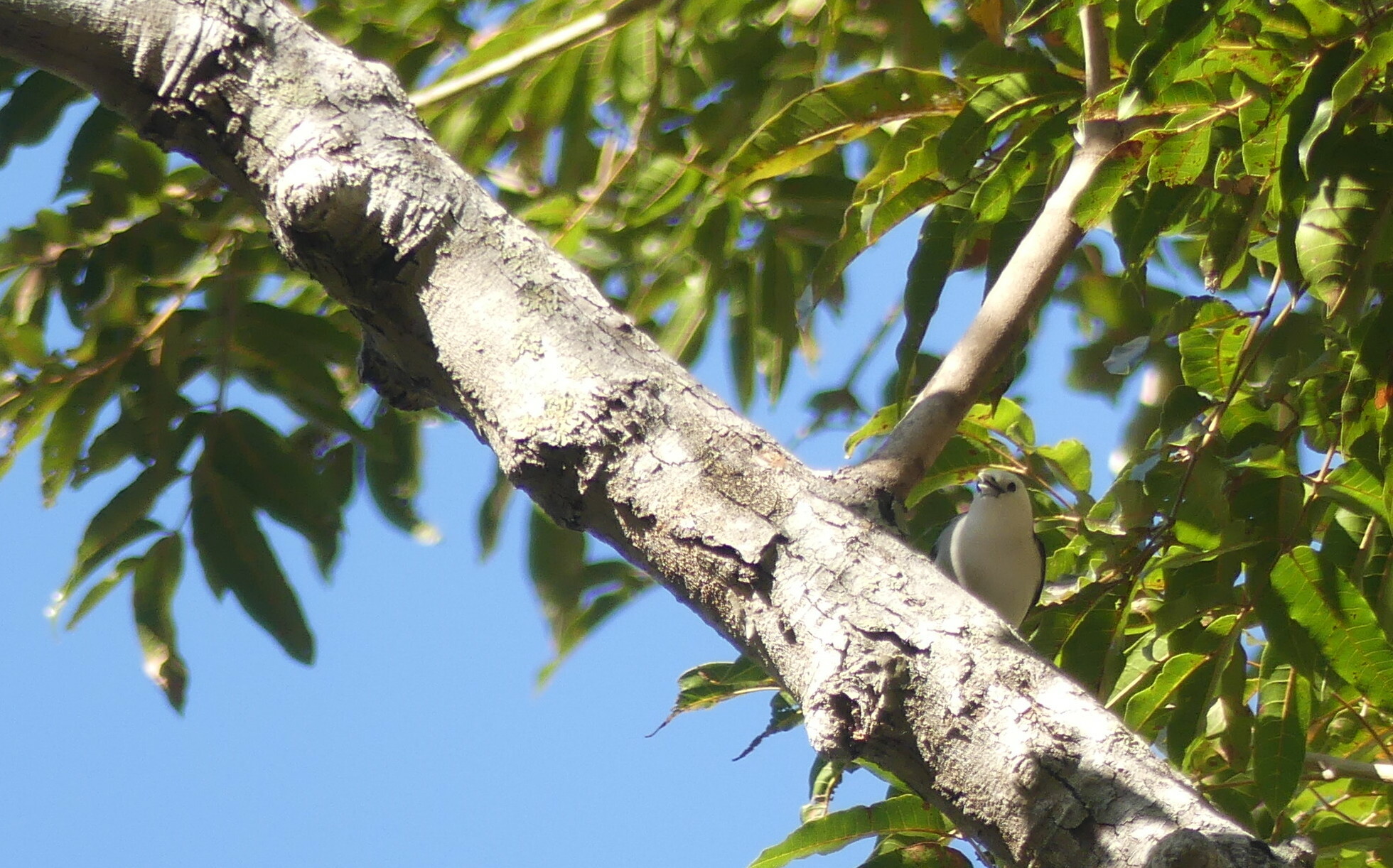 White-headed Vanga (Artamella viridis), photo 10