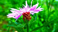 Centaurea jacea — photo 3