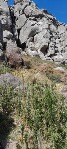 Drakensberg Bamboo (Bergbambos tessellata)