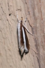 Carectocultus perstrialis