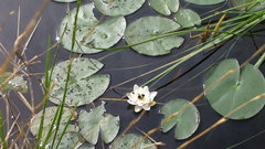 Nymphaea alba