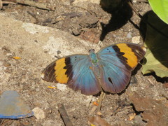 Euphaedra neophron