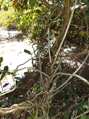 Microcoelia perrieri