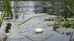 Nymphaea alba