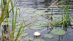 Nymphaea alba