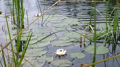 Nymphaea alba