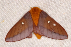 Anisota virginiensis