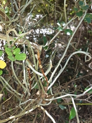 Microcoelia perrieri