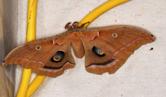 Antheraea polyphemus