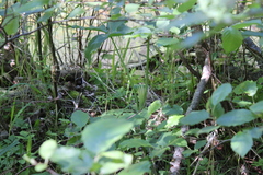 Arisaema stewardsonii