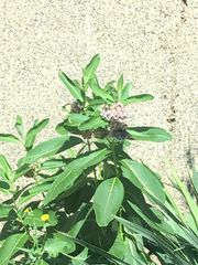 Asclepias syriaca