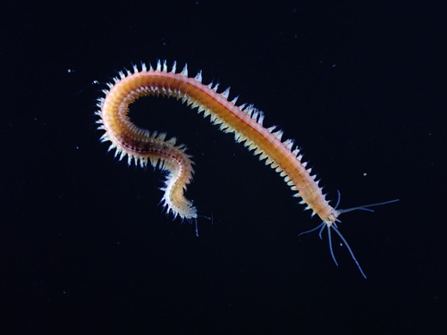 Comb-toothed Nereid