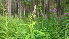 Chamaenerion angustifolium