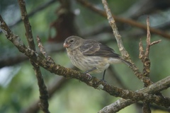 Platyspiza crassirostris